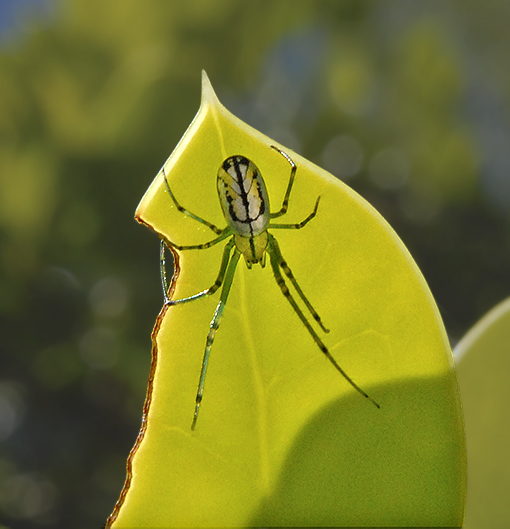 Venusta Orchard Spider