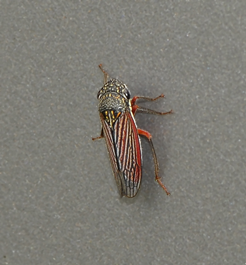 Cuerna obesa 