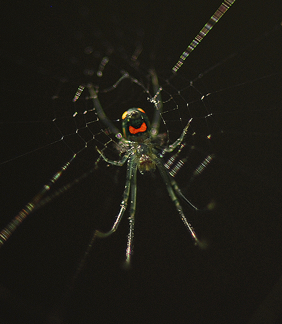 Orchard Orbweaver