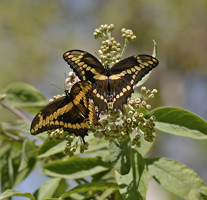 Giant Swallowtails