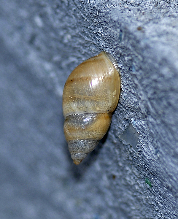 Florida Tree Snail