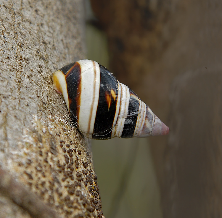 Florida Tree Snail