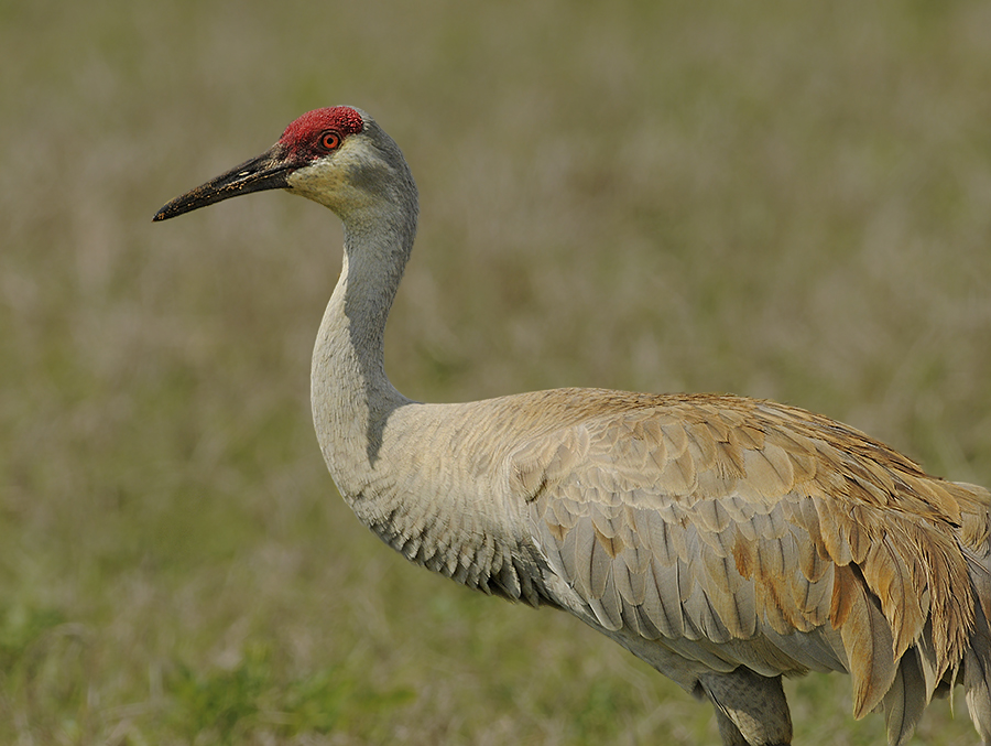 Florida Sandhill Crane