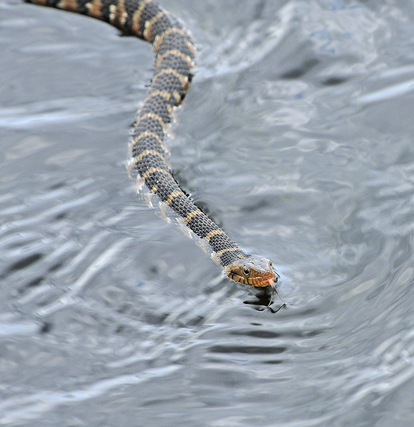 Много змей в воде