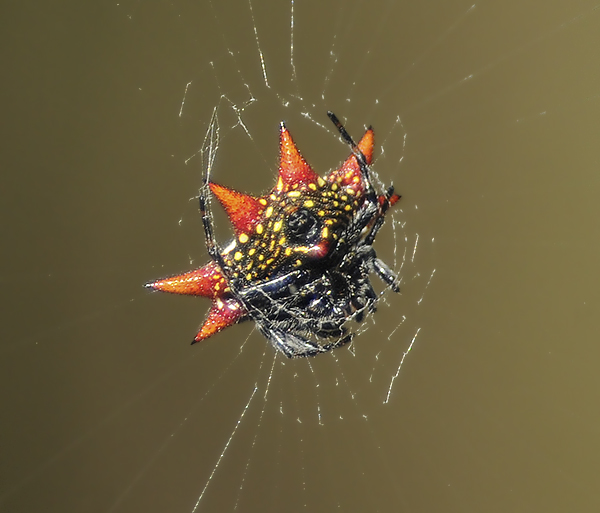 Spinybacked Orbweaver