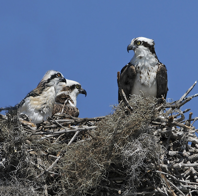 Osprey and Chicks