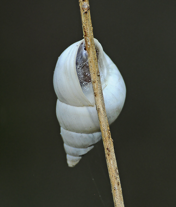 Florida Tree Snail