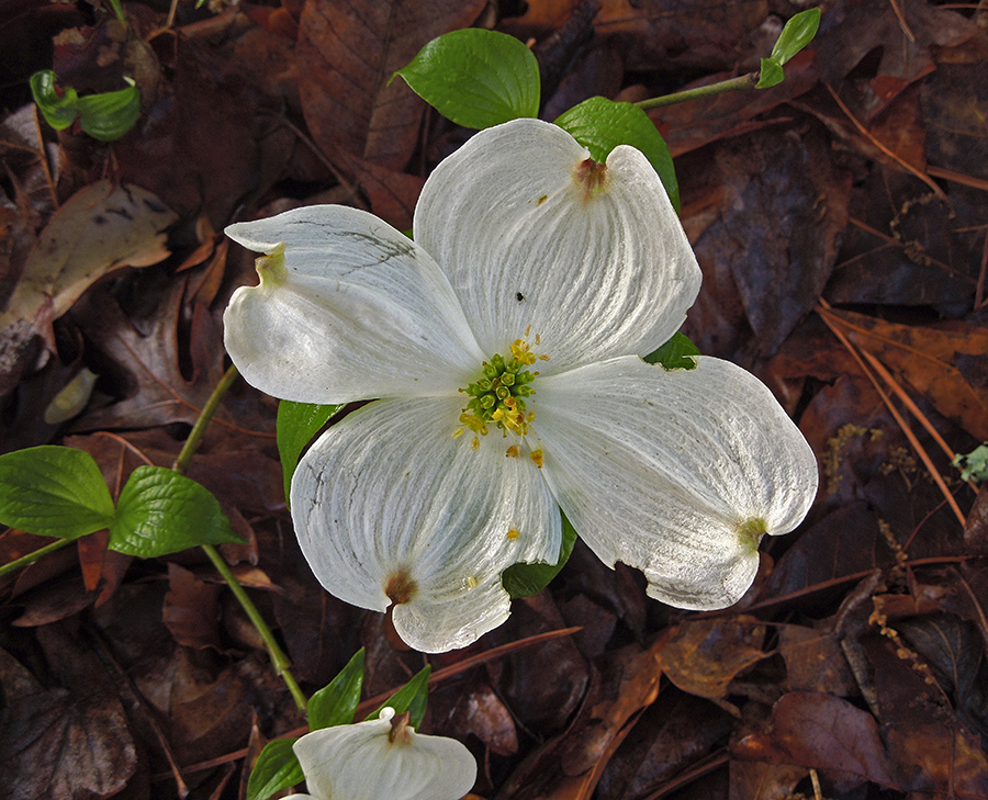 Dogwood, Native Southern