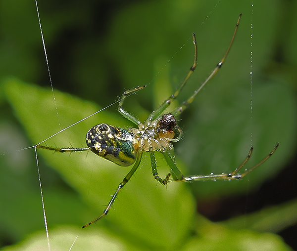 Venusta Orchard Spider