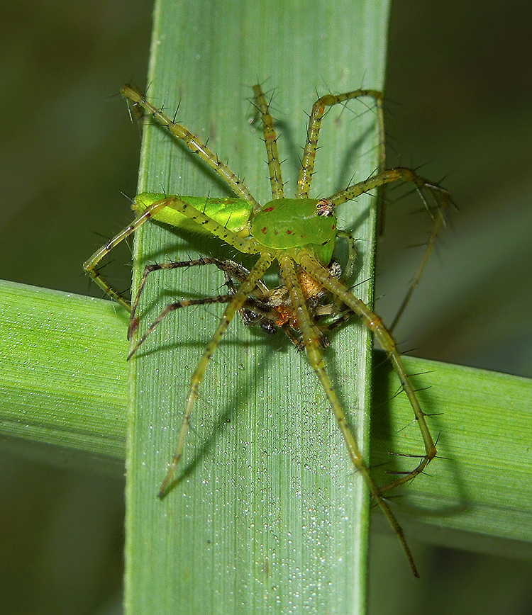 Green Lynx Spider with Another Spider as Prey