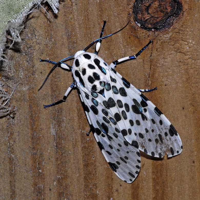 Giant Leopard Moth (8146)