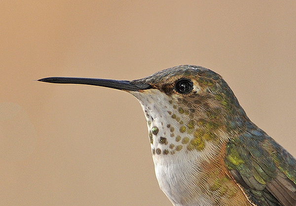 Rufous Hummingbird