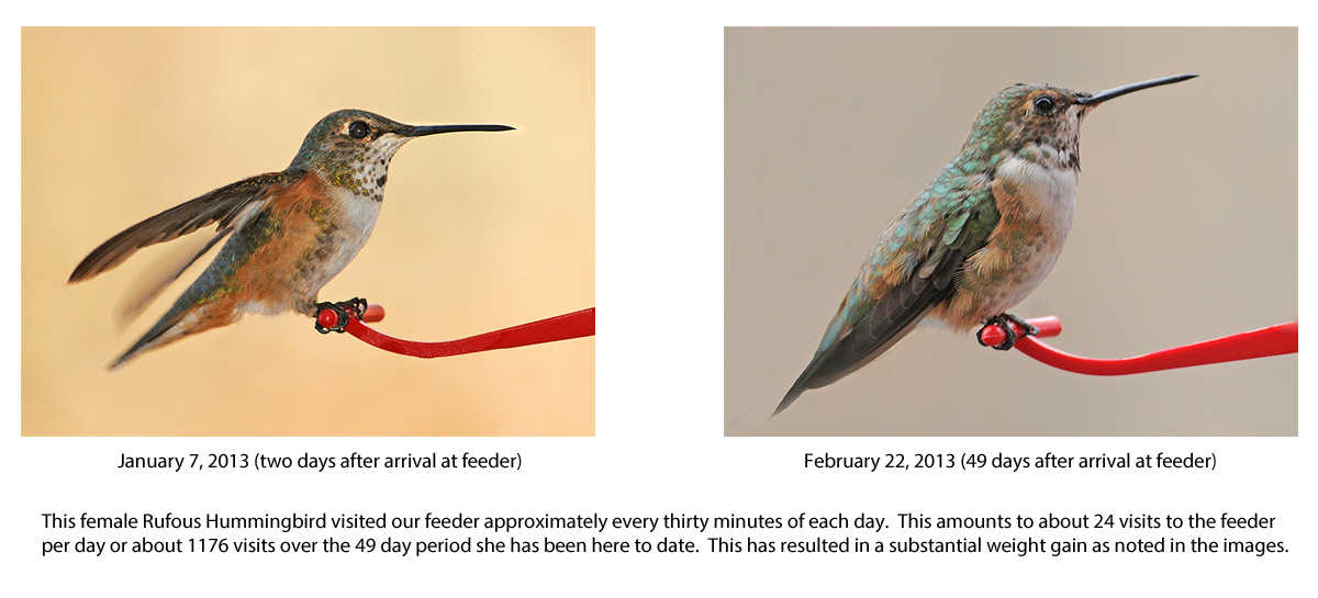 Rufous Hummingbird weight gain during visit to our winter feeder