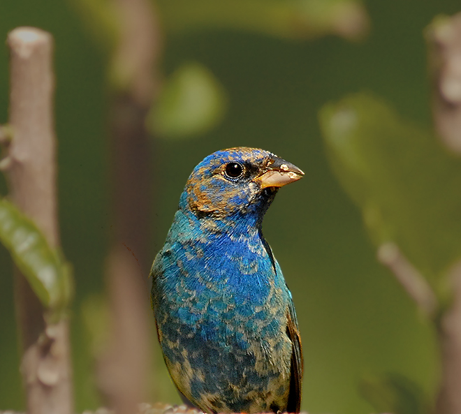 Indigo Bunting