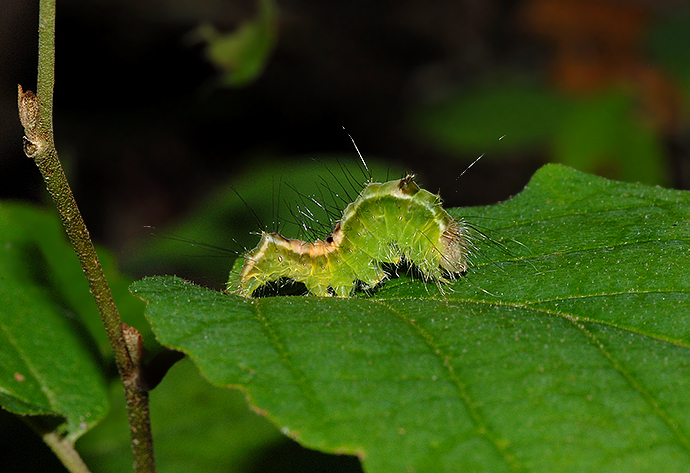 Splendid Dagger Moth Caterpillar (9226)