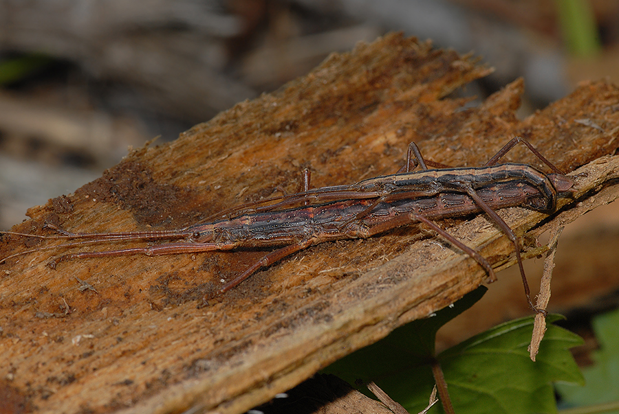 Two-striped Walkingstick