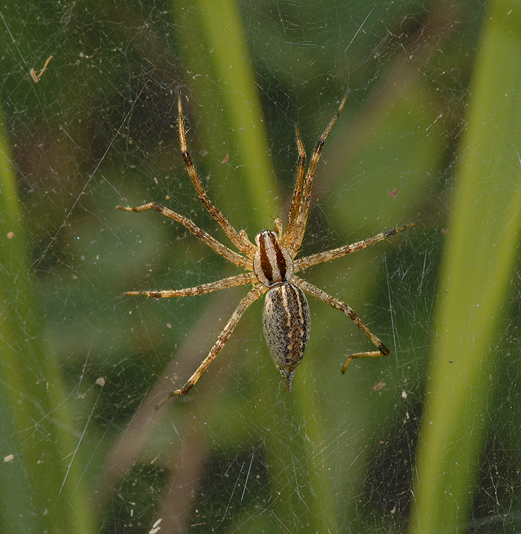 Funnel Web Spider (Grass Spider)