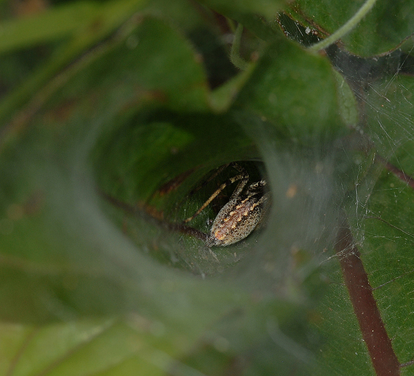 Funnel Web Spider (Grass Spider)