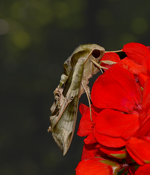 Pandorus Sphinx Moth