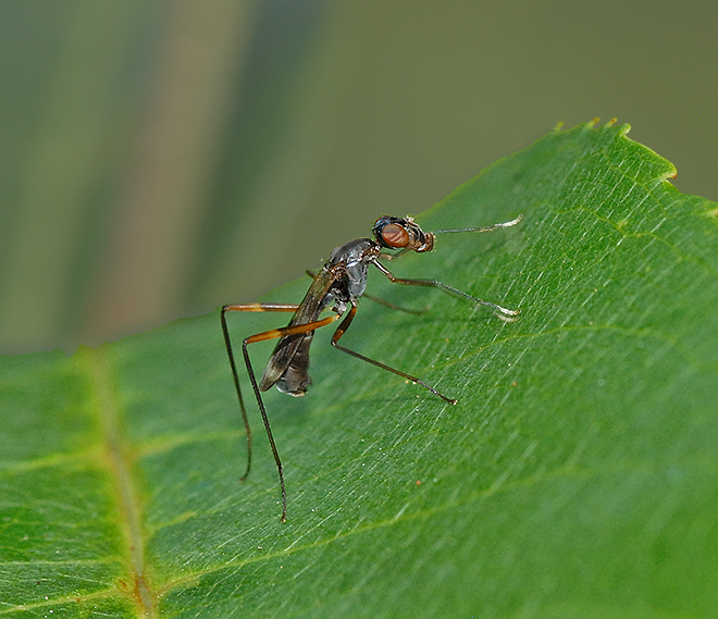 Stilt-legged Fly