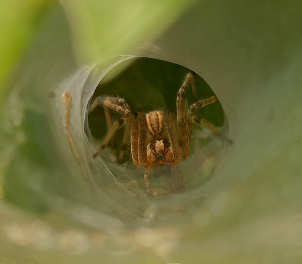 Funnel Web Spider (Grass Spider)