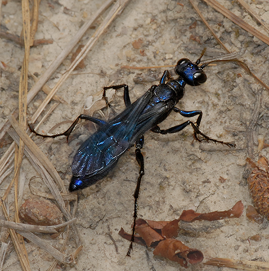 Steel-blue Cricket Hunter