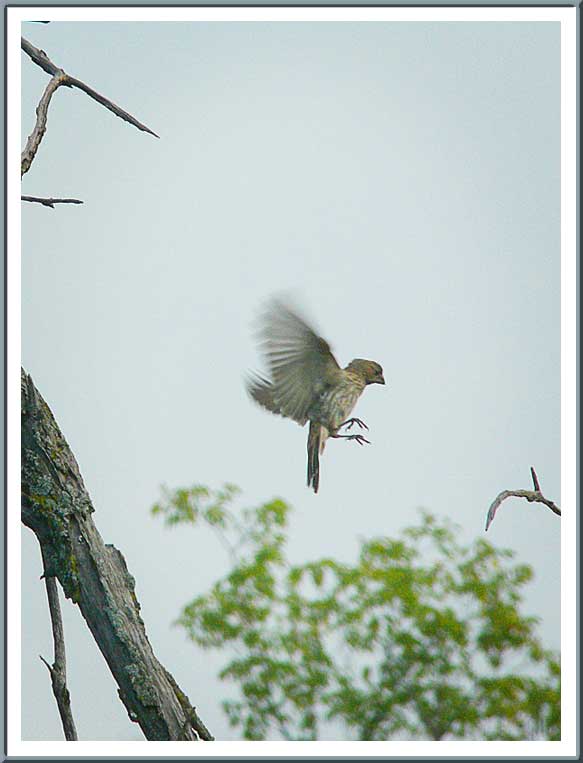 July 20 - About to Land