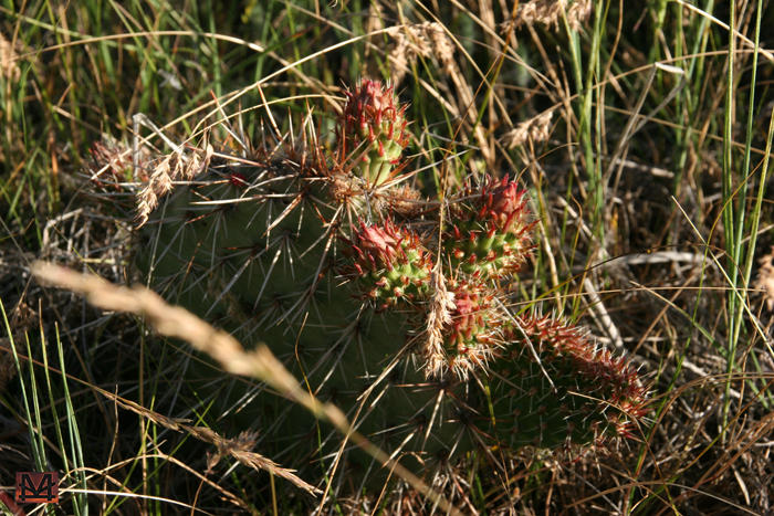 Prickly bugger but pretty