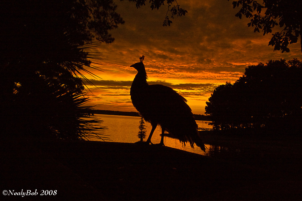 Silhouette SunSet September 16