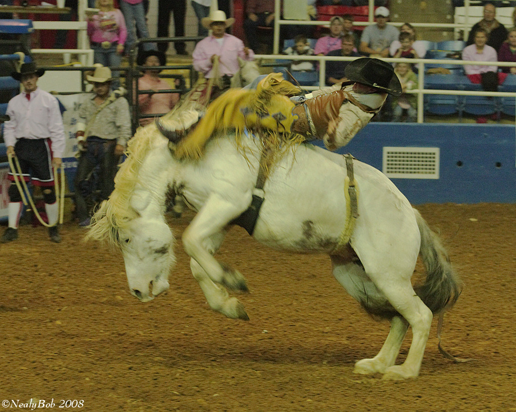 Bucking Bronc