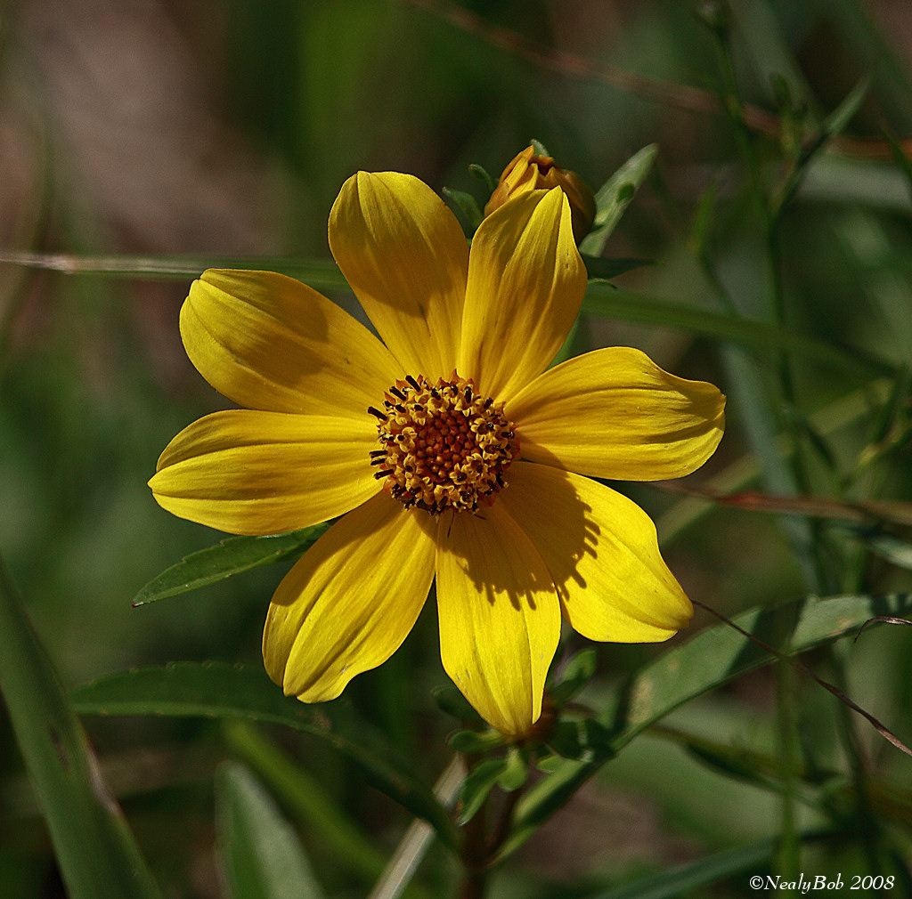 Wild Flower November 8