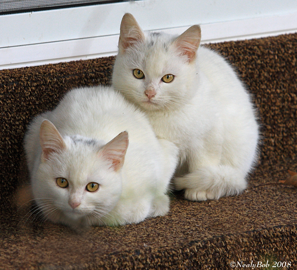 Kitty Kats December 13