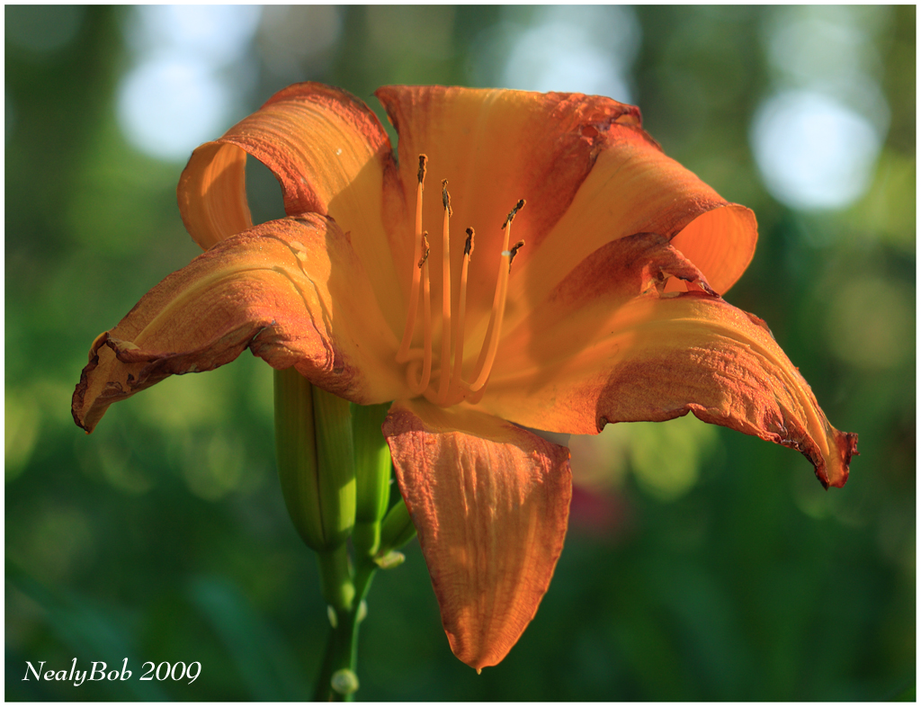 Daylily June 3