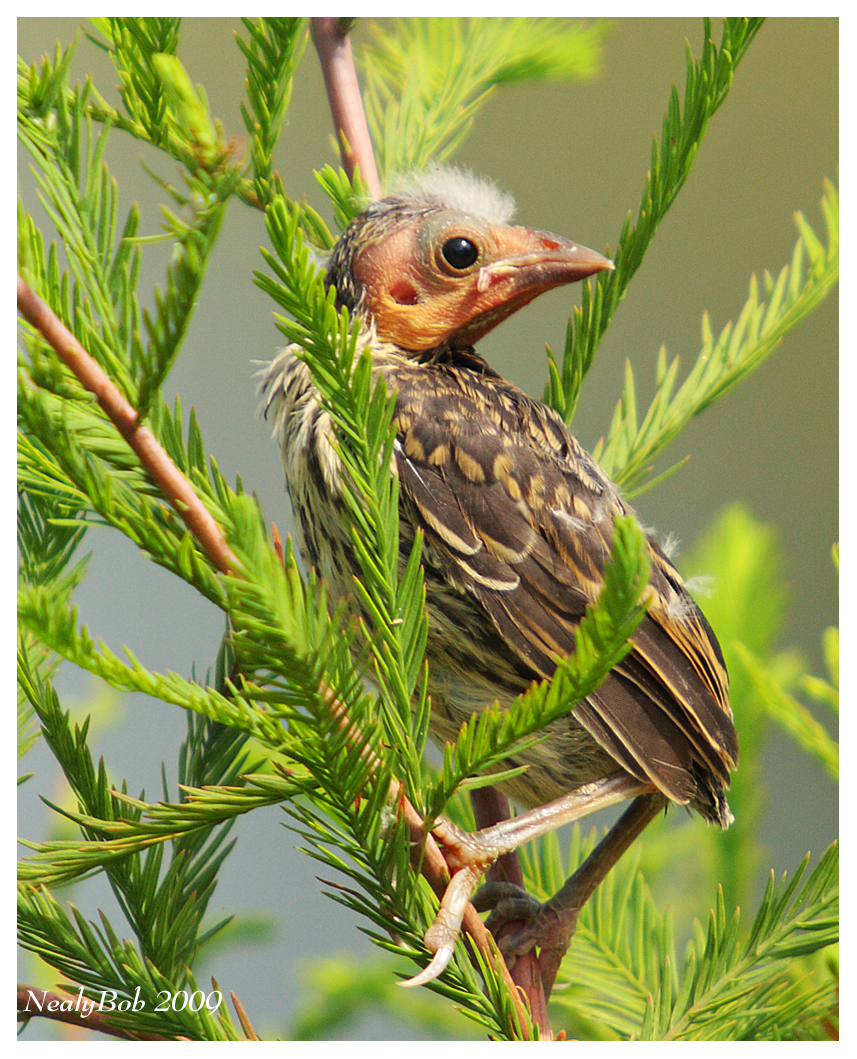 Young Red Winged Blackbird June 4