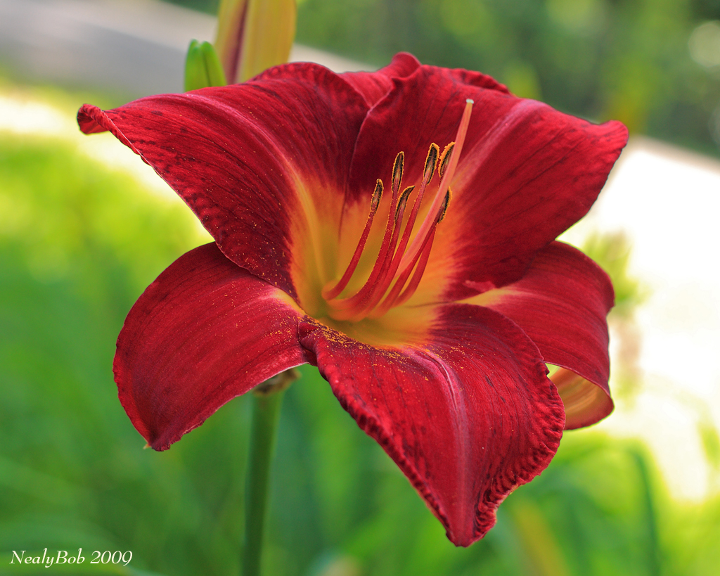 Daylily June 15