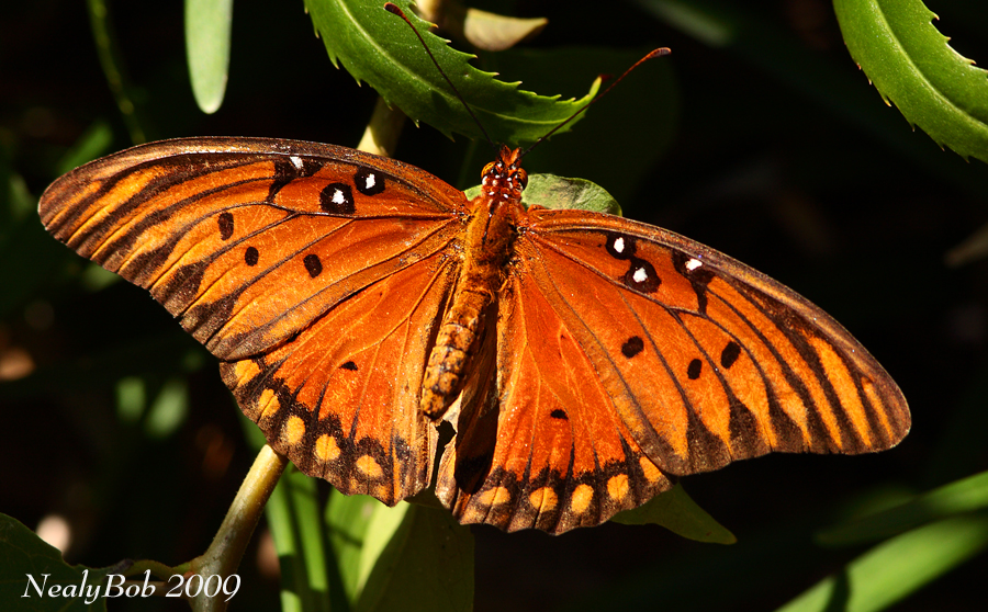 Gulf Fritillary October 2