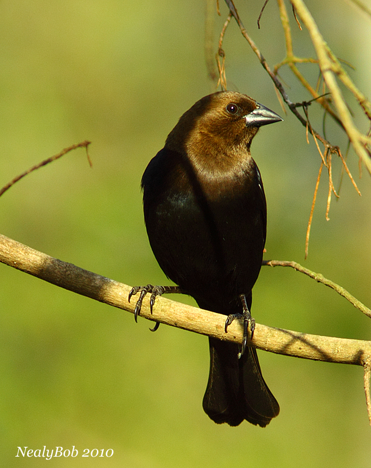 Cowbird March 28
