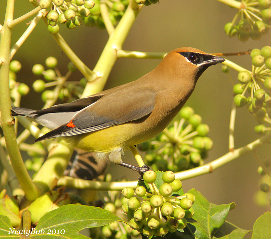 Cedar Waxwing March 31