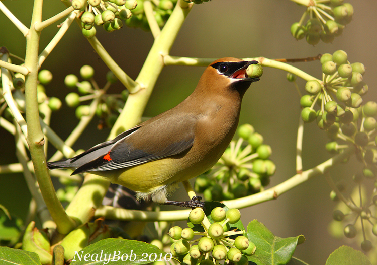 Cedar Waxwing April 6
