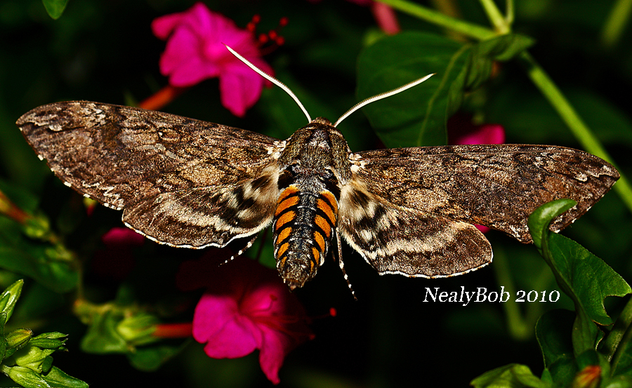Tobacco Hornworm Moth August 22