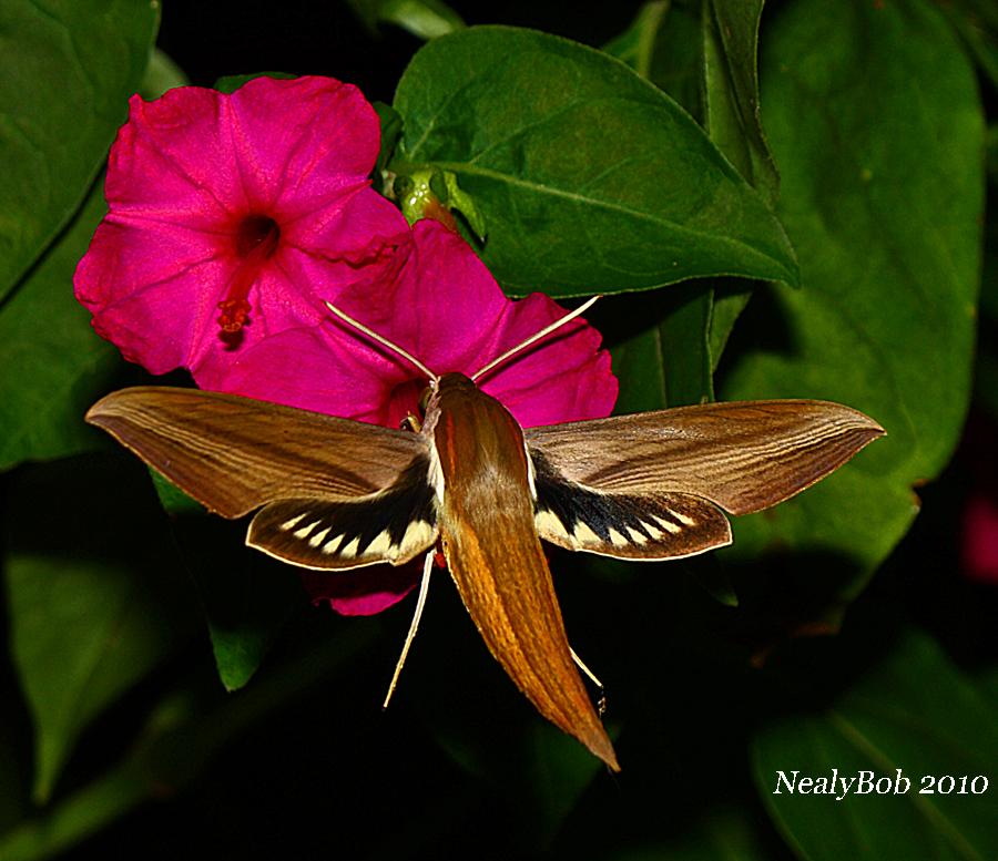 Hummingbird Moth August 25