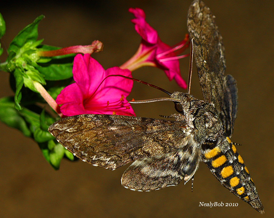 Hummimgbird Moth August 28