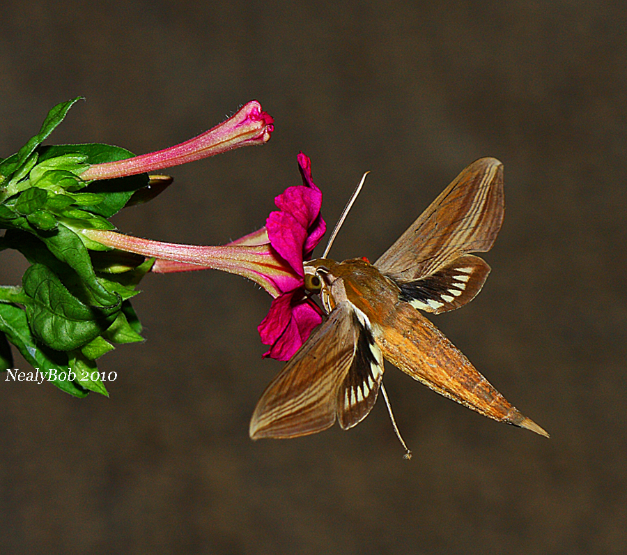Hummingbird Moth