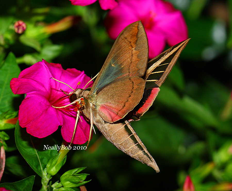 Hummingbird Moth August 29