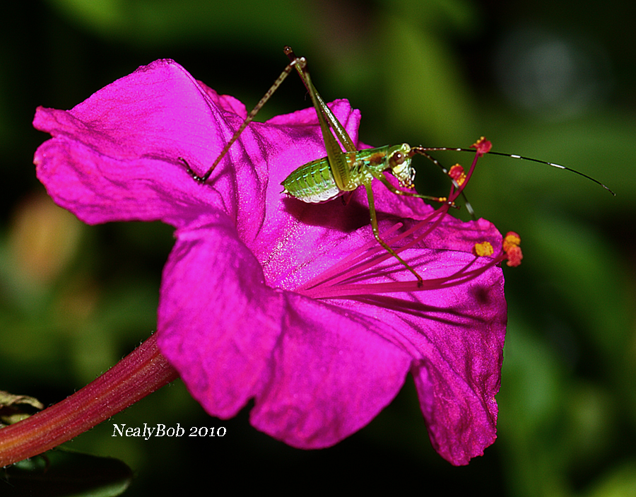 Little Hopper September 4