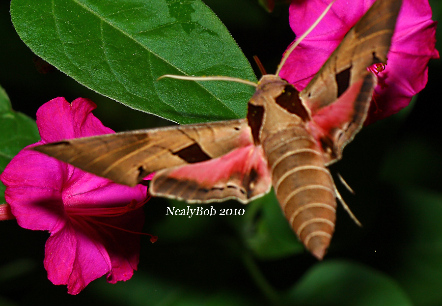 Moth