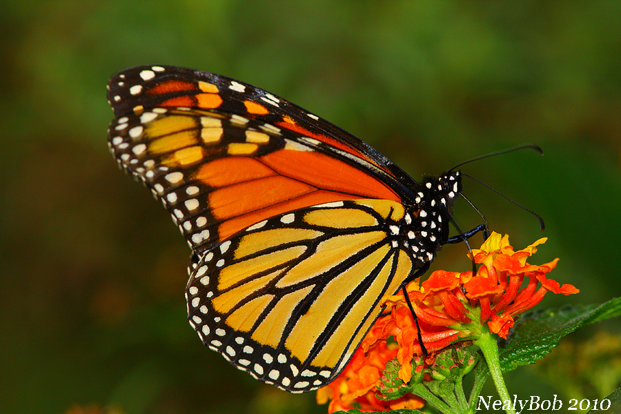 Butterfly October 28