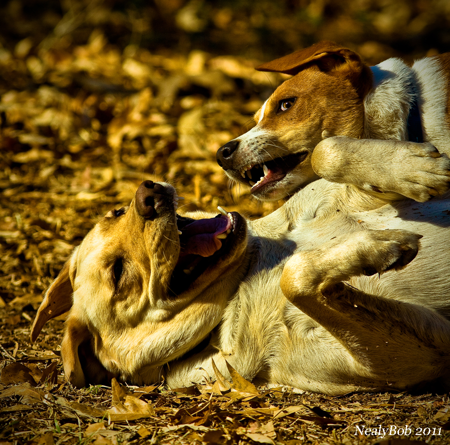 Max & Bo
