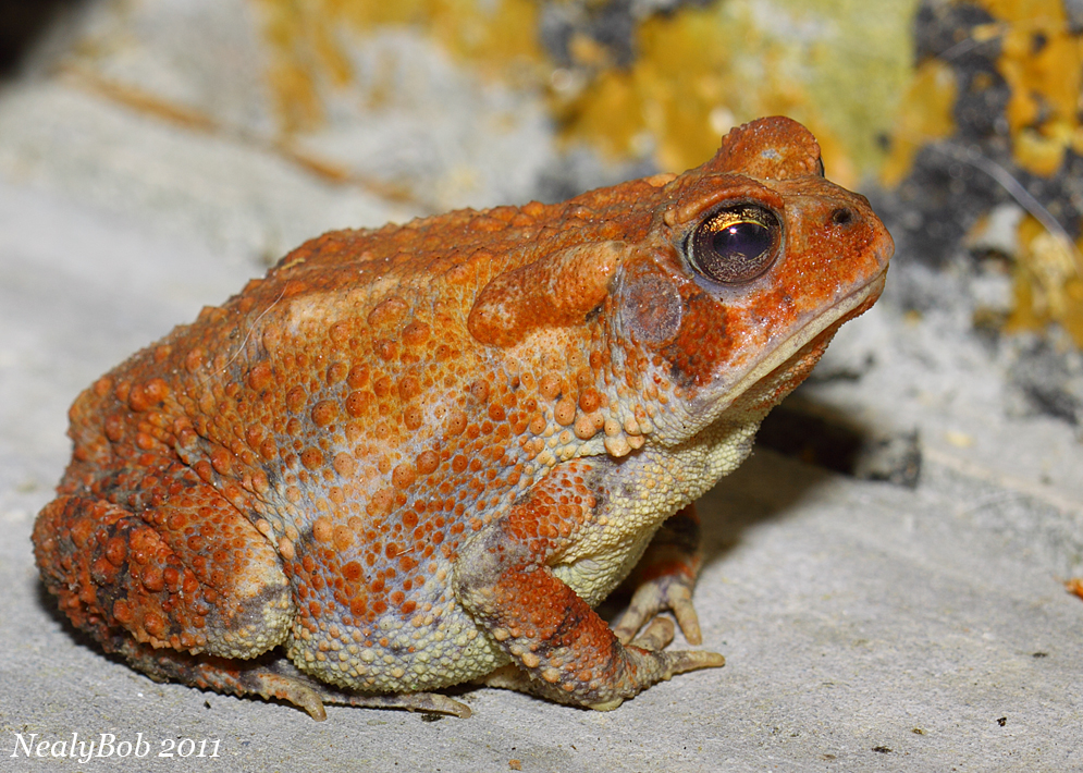 Toad April 29