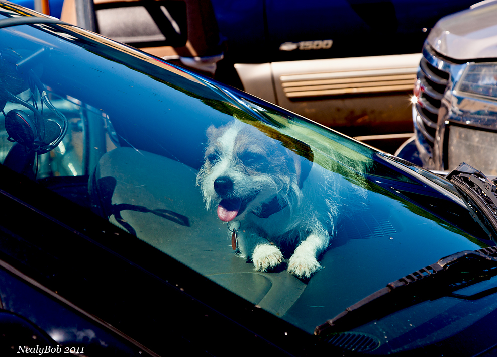 Dog On Dash May 5
